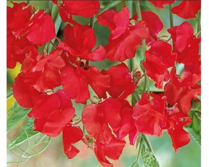 Lathyrus Cupid cherry (siererwt rood) zaden, Tuin en Terras, Bloembollen en Zaden, Zaad, Voorjaar, Volle zon, Ophalen of Verzenden