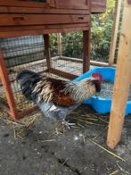 2 hanen orpington x faverolles gratis af te halen, Dieren en Toebehoren, Pluimvee, Mannelijk, Kip