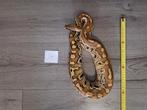 Python curtus brongersmai, Dieren en Toebehoren, Slang, 0 tot 2 jaar