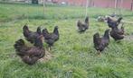 Hennen Barnevelder dubbelgezoomd goud, Dieren en Toebehoren, Pluimvee, Vrouwelijk, Kip