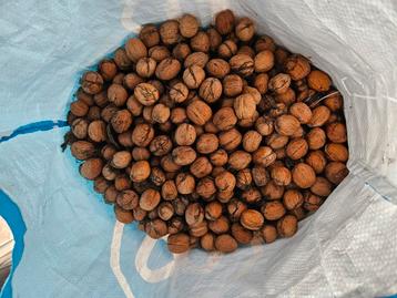 Walnoten. Vandaag geraapt. 4 euro de kilo beschikbaar voor biedingen