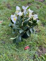 Helleborus Niger (Kerstroos) - 20cm - 25 stuks, Vaste plant, Halfschaduw, Winter, Ophalen