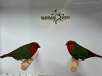 Roodkop papegaaiamadines - Erythrura psittacea, Dieren en Toebehoren, Vogels | Overige Vogels, Meerdere dieren, Tropenvogel, Geringd