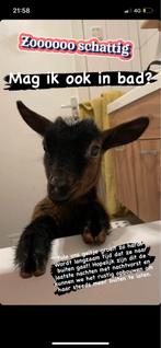 Fleslam gezocht, Januari, Vrouwelijk