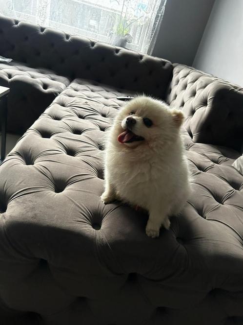 Lieve Pomeriaan reu zoekt nieuw thuis, Dieren en Toebehoren, Honden | Poolhonden, Keeshonden en Oertypen, Reu, Overige rassen
