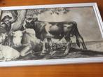Tekening van een Stier door W. Lijsten, 1906, Ingelijst, Ophalen of Verzenden