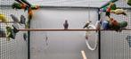 Agapornis fischery, Meerdere dieren, Dwergpapegaai of Agapornis
