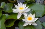 Gevraagd: waterlelies voor kleine vijver, Ophalen, Volle zon, Vaste plant, Zomer