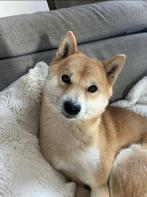 Ervaren Shiba-inu dekreu., Dieren en Toebehoren, Honden | Dekreuen, Reu, CDV (hondenziekte), Eén hond, 3 tot 5 jaar