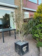 Olive tree, Tuin en Terras, Planten | Bomen, Ophalen, Volle zon, Overige soorten