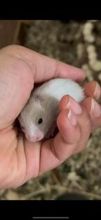 Hamster, Dieren en Toebehoren, Knaagdieren, Vrouwelijk, Hamster, Na 1 juli 2024, Tam