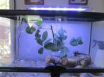 Terrarium, Dieren en Toebehoren, Ophalen, Zo goed als nieuw, Terrarium of Paludarium