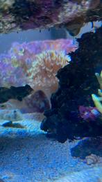 Duivelsklauw roze met groene poliepen, Dieren en Toebehoren, Vissen | Aquariumvissen, Vis