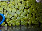 Frogbit een plant voor een aquarium, Dieren en Toebehoren, Vissen | Aquariumvissen, Overige typen, Zoetwatervis