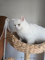 İk vind 3 te veel ik kan niet verzorgen door mijn klachten, Dieren en Toebehoren, Katten en Kittens | Dekkaters