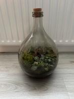 Glazen terrarium met planten - Miniatuur tuintje, Huis en Inrichting, Kamerplanten, Ophalen, Halfschaduw, Minder dan 100 cm