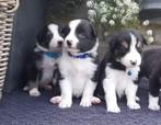Prachtige, raszuivere Border Collie puppy's, Dieren en Toebehoren, Honden | Herdershonden en Veedrijvers, 8 tot 15 weken, Collie