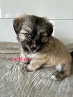 Super leuke pomsky boomer pups, Overige rassen, CDV (hondenziekte), 8 tot 15 weken, Meerdere