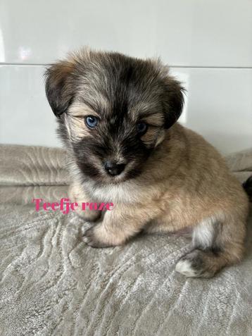 Super leuke pomsky boomer pups beschikbaar voor biedingen