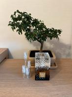 Lattafa Khamrah Qahwa parfum sample/decant, Ophalen, Zo goed als nieuw