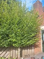 Te koop Leilinden boom (+20 jaar oud), Tuin en Terras, Ophalen, Volle zon, Overige soorten