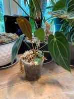 Anthurium papipillaminum X forgettii x 2 planten in 1 pot, Ophalen of Verzenden