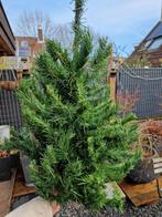 Kunststof Kerstboom gratis, Tuin en Terras, Overige soorten, 100 tot 250 cm, Zomer, Ophalen