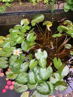 Witte waterlelie, Tuin en Terras, Vijvers, Ophalen