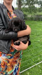 Kruising Labrador x Friese Stabij, Dieren en Toebehoren, Rabiës (hondsdolheid), 8 tot 15 weken, Meerdere, Meerdere dieren
