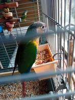 Pymura parkiet, Dieren en Toebehoren