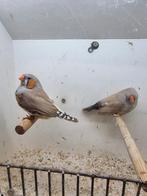 Te koop koppel charcoal bruin, Meerdere dieren