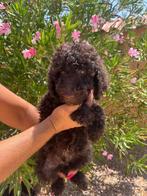 Choko konings poedel pups (reutjes), Dieren en Toebehoren, Poedel, Particulier, Rabiës (hondsdolheid), 8 tot 15 weken