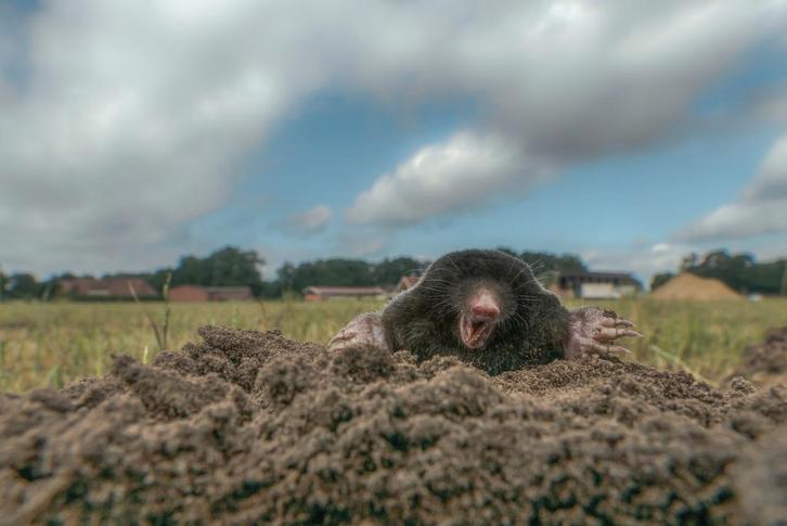 Mollen en Ongedierte Bestrijding – Effectieve en Milieuvrien, Dieren en Toebehoren, Stalling en Weidegang