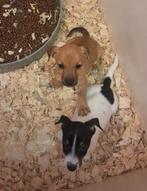 Jack russel pups, Parvo, Jack Russell Terriër, 8 tot 15 weken, Meerdere