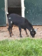 Dwerggeitenbokjes 2st., Dieren en Toebehoren, Schapen, Geiten en Varkens, Mannelijk, Geit