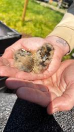 Usa Zuiderhoen Kuikens gesexte hennen🐥🥚, Vrouwelijk, Kip