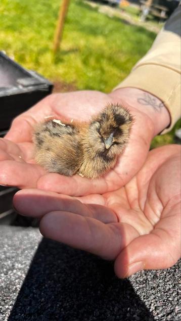 Usa Zuiderhoen Kuikens gesexte hennen🐥🥚 beschikbaar voor biedingen