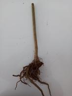 Paulownia, Tuin en Terras, Planten | Bomen, Volle zon, Lente, 250 tot 400 cm, Overige soorten