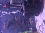 Afra jalo reef Malawi cichlide, Dieren en Toebehoren, Vissen | Aquariumvissen, Vis