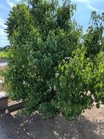 Mooie grote perenboom, Ophalen, Volle zon, Overige soorten