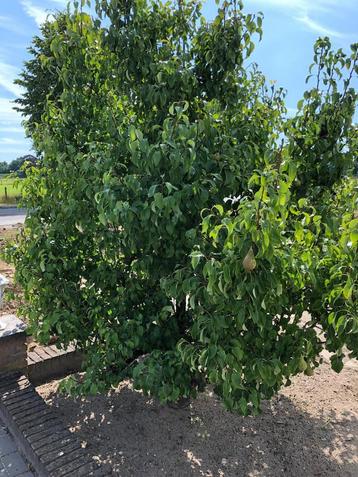 Mooie grote perenboom beschikbaar voor biedingen