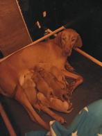 Vizsla pups, Overige rassen, CDV (hondenziekte), 8 tot 15 weken, Meerdere