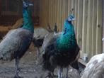 Pauwen | Volwassen hanen | Meerdere soorten beschikbaar!, Dieren en Toebehoren, Mannelijk, Overige soorten