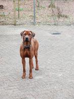 Dekreu Rhodesian Ridgeback, prachtige reu met stamboom, Reu, 1 tot 2 jaar, Parvo, Meerdere