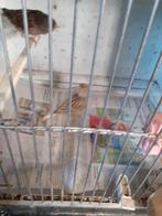 2 kanarie poppen samen 45 euro per stuk 22.50 euro, Dieren en Toebehoren, Vogels | Kanaries, Vrouwelijk, Kleurkanarie