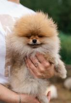 Pomeranian ❤️🐶❤️, Particulier, 8 tot 15 weken, Buitenland, Teef