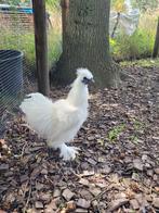 Witte zijdehoender kriel haan, Dieren en Toebehoren, Pluimvee, Mannelijk, Kip