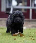 Labradoodle pups, Nederland, CDV (hondenziekte), 8 tot 15 weken, Meerdere