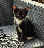Lieve kittens van nu 12 weekjes oud🐾, Dieren en Toebehoren, Katten en Kittens | Overige Katten, Meerdere dieren, 0 tot 2 jaar