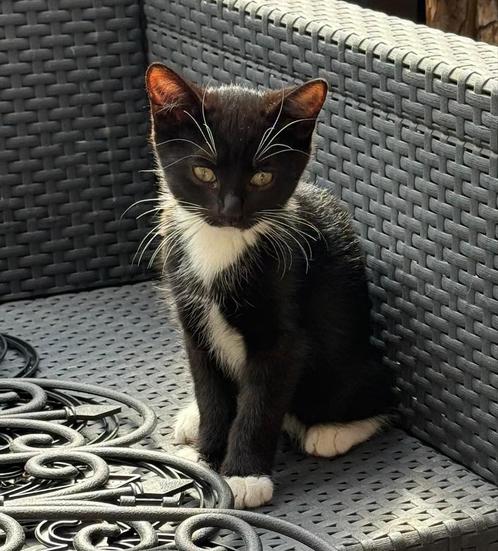 Lieve kittens van nu 12 weekjes oud🐾, Dieren en Toebehoren, Katten en Kittens | Overige Katten, Meerdere dieren, 0 tot 2 jaar